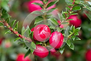 Tea berry Gaultheria procumbens, close-up berries